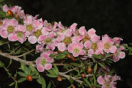 Leptospermum squarrosum