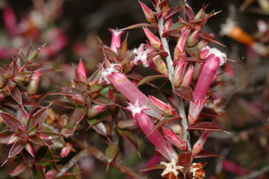 APII jpeg image of Leucopogon neo-anglicus  © contact APII