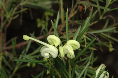 APII jpeg image of Grevillea rosmarinifolia 'Nana'  © contact APII