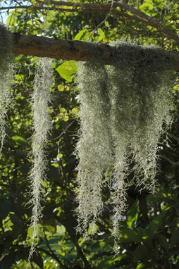 APII jpeg image of Tillandsia usneoides  © contact APII