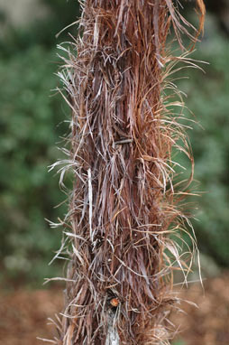 APII jpeg image of Allocasuarina inophloia  © contact APII