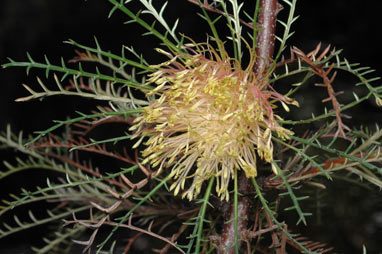 APII jpeg image of Banksia fraseri var. fraseri  © contact APII