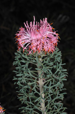 APII jpeg image of Isopogon dubius  © contact APII