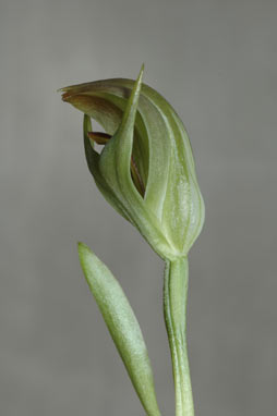 APII jpeg image of Pterostylis curta  © contact APII