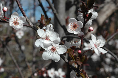 APII jpeg image of Prunus cerasifera  © contact APII