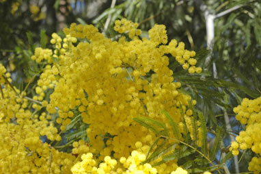 APII jpeg image of Acacia filicifolia  © contact APII