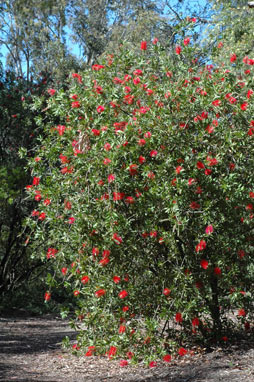 APII jpeg image of Callistemon citrinus 'Splendens'  © contact APII