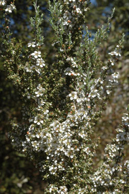 APII jpeg image of Leptospermum myrsinoides  © contact APII