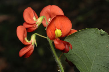 APII jpeg image of Kennedia macrophylla  © contact APII