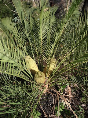 APII jpeg image of Macrozamia riedlei  © contact APII