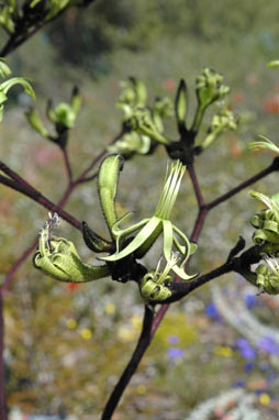 APII jpeg image of Macropidia fuliginosa 'Bush Eclipse'  © contact APII