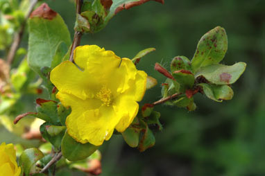 APII jpeg image of Hibbertia improna  © contact APII