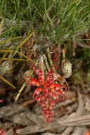 Grevillea maxwellii