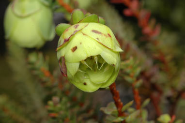 APII jpeg image of Darwinia collina  © contact APII