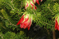 Darwinia oxylepis