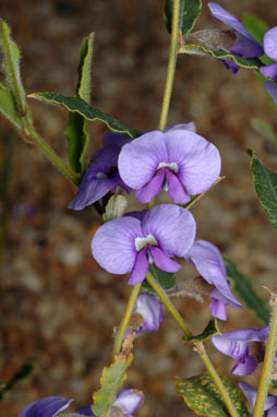 APII jpeg image of Hovea trisperma  © contact APII