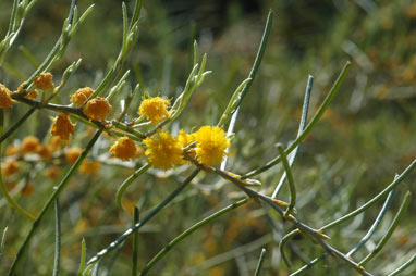 APII jpeg image of Acacia ashbyae  © contact APII