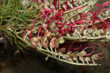 APII jpeg image of Grevillea nana  © contact APII