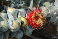 Eucalyptus macrocarpa subsp. elachantha