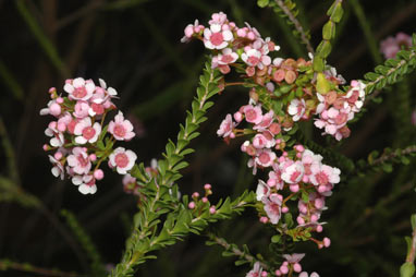 APII jpeg image of Scholtzia laxiflora  © contact APII