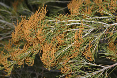 APII jpeg image of Allocasuarina acuaria  © contact APII