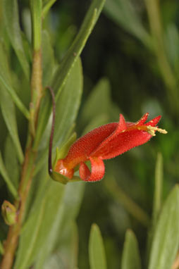 APII jpeg image of Eremophila denticulata subsp. denticulata  © contact APII