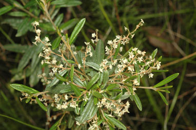 APII jpeg image of Trymalium ledifolium  © contact APII