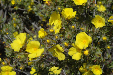 APII jpeg image of Hibbertia glomerosa  © contact APII