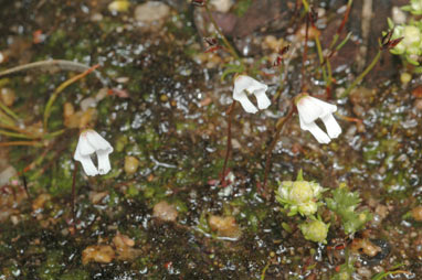 APII jpeg image of Stylidium sp. Mt Bayly (J.A. Wege & C. Wilkins JAW 1986)  © contact APII