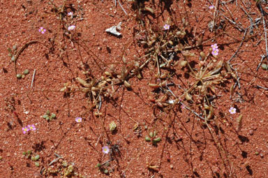 APII jpeg image of Calandrinia eremaea  © contact APII