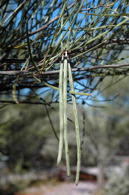 APII jpeg image of Acacia ramulosa var. ramulosa  © contact APII