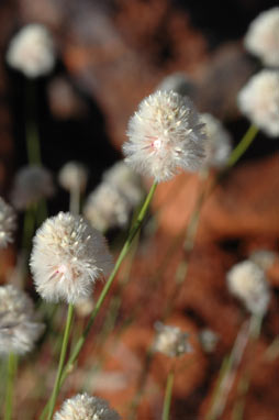 APII jpeg image of Ptilotus schwartzii  © contact APII