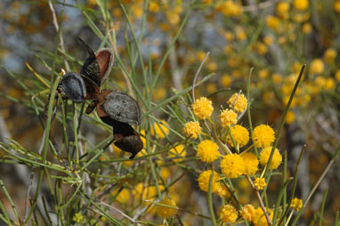 APII jpeg image of Acacia sclerosperma subsp. sclerosperma  © contact APII