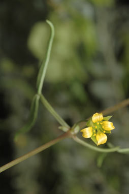 APII jpeg image of Zygophyllum fruticulosum  © contact APII