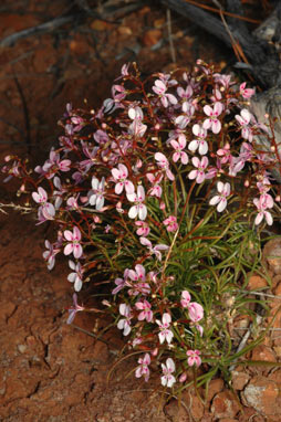 APII jpeg image of Stylidium longibracteatum  © contact APII