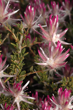 APII jpeg image of Ptilotus polakii subsp. polakii  © contact APII