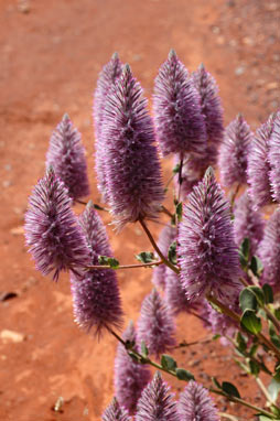 APII jpeg image of Ptilotus exaltatus  © contact APII