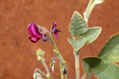 APII jpeg image of Kennedia prorepens  © contact APII