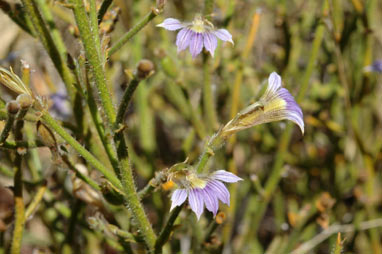 APII jpeg image of Scaevola parvifolia subsp. pilbarae  © contact APII