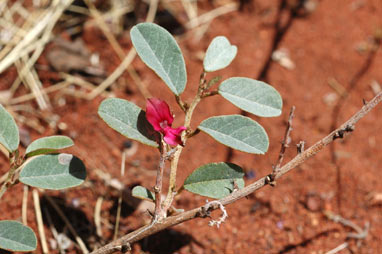 APII jpeg image of Indigofera monophylla  © contact APII