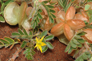 APII jpeg image of Tribulus hirsutus  © contact APII