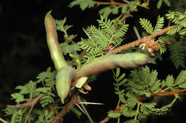 APII jpeg image of Vachellia farnesiana  © contact APII