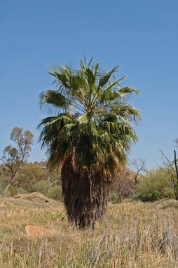 APII jpeg image of Washingtonia filifera  © contact APII