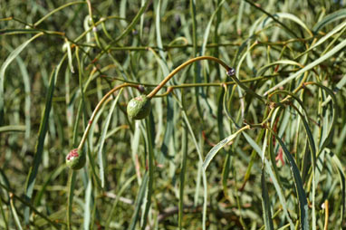 APII jpeg image of Capparis umbonata  © contact APII