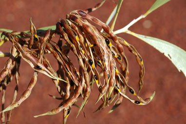 APII jpeg image of Acacia colei  © contact APII