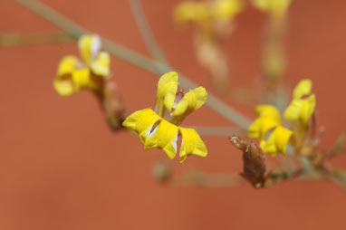 APII jpeg image of Goodenia lamprosperma  © contact APII