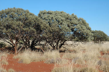 APII jpeg image of Acacia xiphophylla  © contact APII