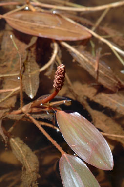 APII jpeg image of Potamogeton tricarinatus  © contact APII