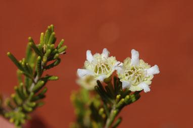 APII jpeg image of Chamelaucium brevifolium  © contact APII