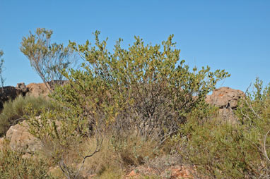 APII jpeg image of Acacia bivenosa  © contact APII